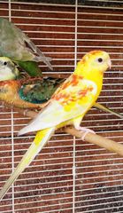 Παπαγαλάκια Ωδικός Red-rumped & Μπουρκ-thumb-30