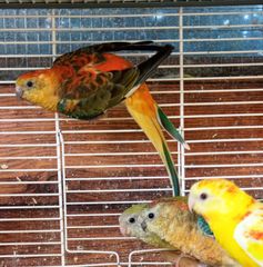 Παπαγαλάκια Ωδικός Red-rumped & Μπουρκ-thumb-18