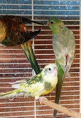 Παπαγαλάκια Ωδικός Red-rumped & Μπουρκ-thumb-21