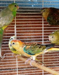 Παπαγαλάκια Ωδικός Red-rumped & Μπουρκ-thumb-23