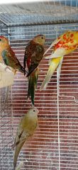 Παπαγαλάκια Ωδικός Red-rumped & Μπουρκ-thumb-16