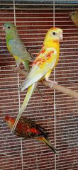 Παπαγαλάκια Ωδικός Red-rumped & Μπουρκ-thumb-12