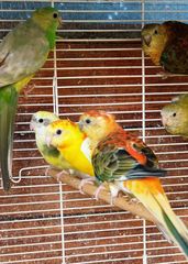 Παπαγαλάκια Ωδικός Red-rumped & Μπουρκ-thumb-19