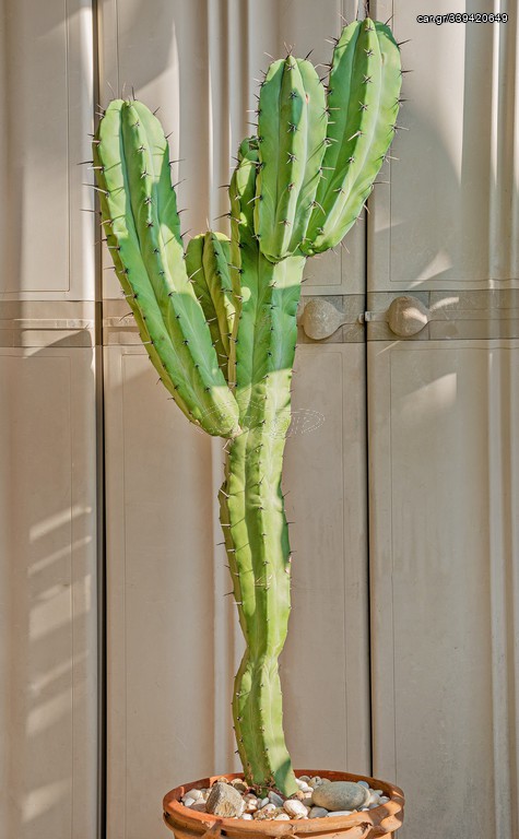 Κάκτος MYRTILOCACTUS GEOMETRIZANS