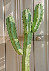 Κάκτος MYRTILOCACTUS GEOMETRIZANS-thumb-1