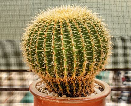 Κάκτος ECHINOCACTUS GRUSONII (GOLDEN BARREL)