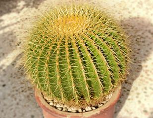 Κάκτος ECHINOCACTUS GRUSONII (GOLDEN BARREL)-thumb-1