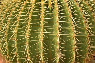 Κάκτος ECHINOCACTUS GRUSONII (GOLDEN BARREL)-thumb-2