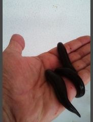 Ιατρικές Βδέλλες-thumb-5