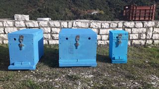 Κυψέλες 5 πλαισίων -thumb-7