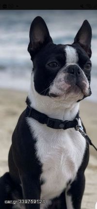 boston terrier puppy