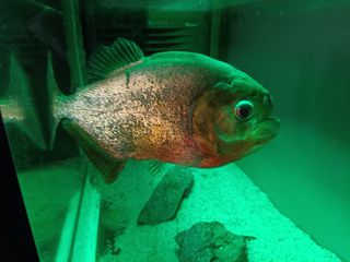 Red belly piranha και ενυδρειο