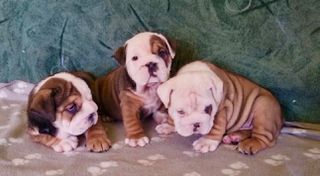 Αγγλικά μπουλντόγκ -English bulldog