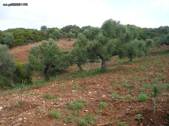 ΕΛΑΙΟΛΑΔΟ ΜΕΣΣΗΝΙΑΣ 2024