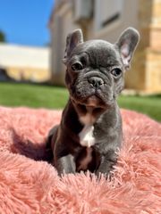 Γαλλικά Μπούλντοκ-French bulldog