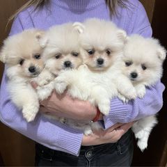POMERANIAN.. ΚΑΘΑΡΟΑΙΜΑ ΔΩΡΕΑΝ ΑΠΟΣΤΟΛΗ