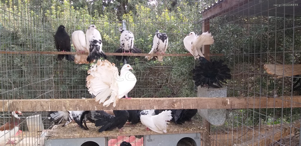 περιστέρια βεντάλιες 