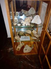 Βιτρίνα με απολιθώματα - κοραλλια