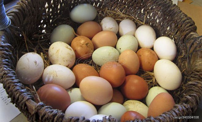 Χωριάτικα Αυγά Ημέρας  “ Free Delivery “