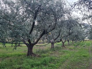 Πωλούνται ελιές κορωνέικες για μεταφύτευση 