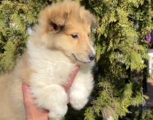 Κόλει-Collie-thumb-1