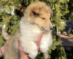 Κόλει-Collie-thumb-2
