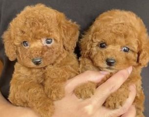 Τοι Πούντλ-Toy Poodle 