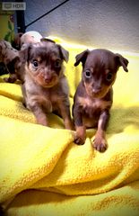 Prager Rattler - Pinscher Mini