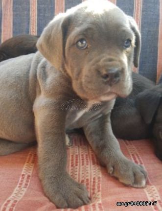 Cane corso