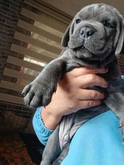 Cane corso