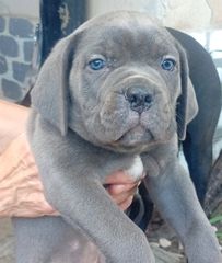 Cane corso