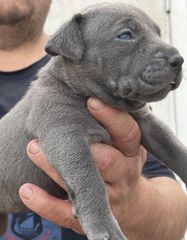 Pitbullllll