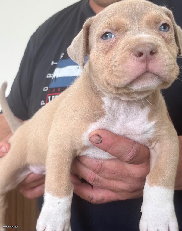 Pitbullllll