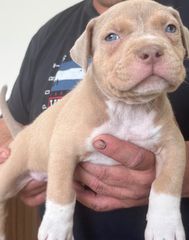 Pitbullllll