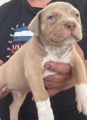 Pitbullllll-thumb-1