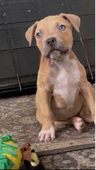 Pitbullllll