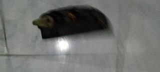 Χερούλι  Εξω Αριστερο Renault Kangoo-thumb-1
