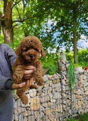 Πούντλ μίνι -Τοι