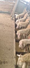 Πρόβατα λακον με ασσαφ