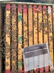 Πωλούνται μέλισσες 