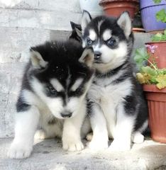 Husky puppy