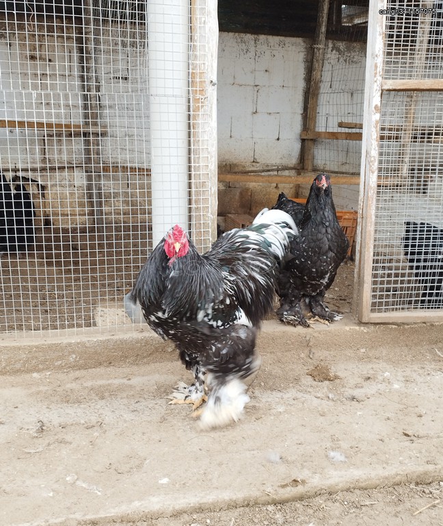 Αυγά από κότες Brahma