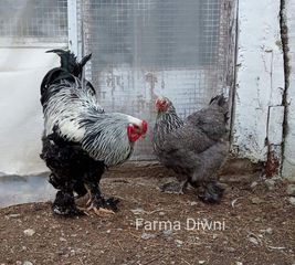 Αυγά από κότες Brahma-thumb-6