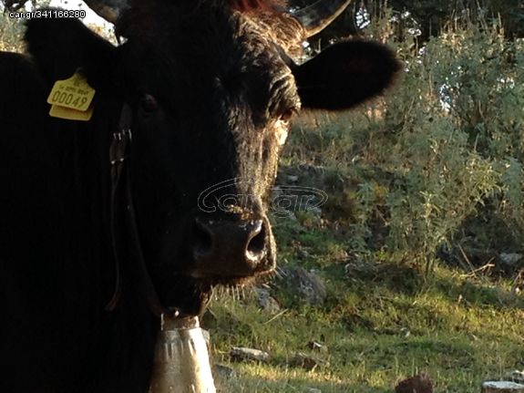 πωλούνται κοπάδι αγελάδων με δικαιωματα και τα μικρα τους
