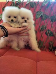 POMERANIAN... TEA CUP....