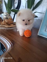 POMERANIAN... TEA CUP....