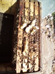 παραφυαδες μελισσων