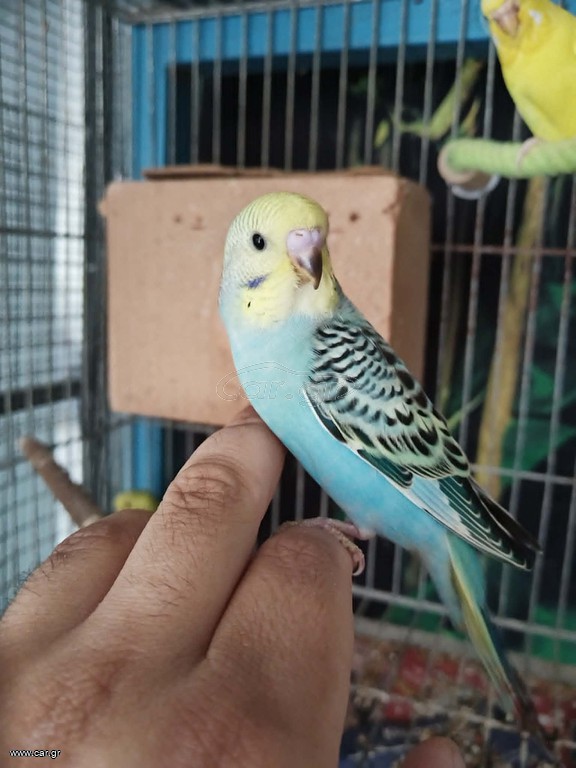 ΠΑΠΑΓΑΛΑΚΙΑ BUDGIE