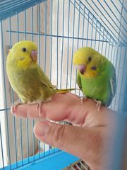 ΠΑΠΑΓΑΛΑΚΙΑ BUDGIE-thumb-1