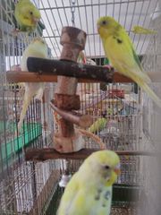 ΠΑΠΑΓΑΛΑΚΙΑ BUDGIE-thumb-2